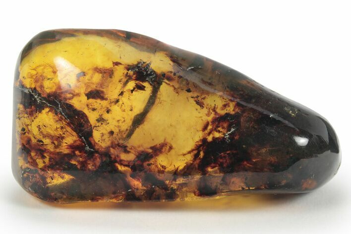 Polished Chiapas Amber ( grams) - Mexico #232573